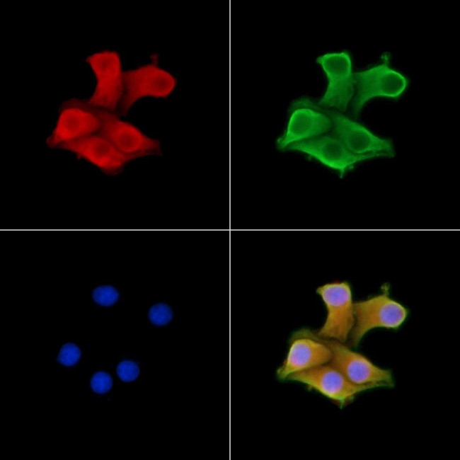 UBF-1 Antibody in Immunocytochemistry (ICC/IF)