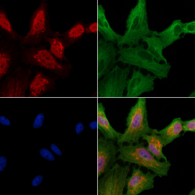 CLK1 Antibody in Immunocytochemistry (ICC/IF)