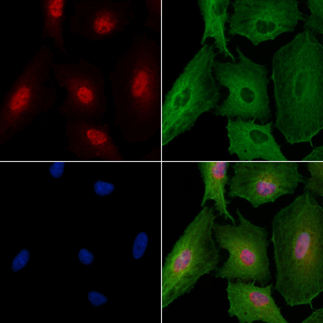 C/EBP gamma Antibody in Immunocytochemistry (ICC/IF)