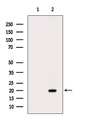 PTTG Antibody in Western Blot (WB)