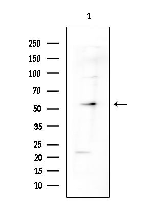 SRSF4 Antibody in Western Blot (WB)