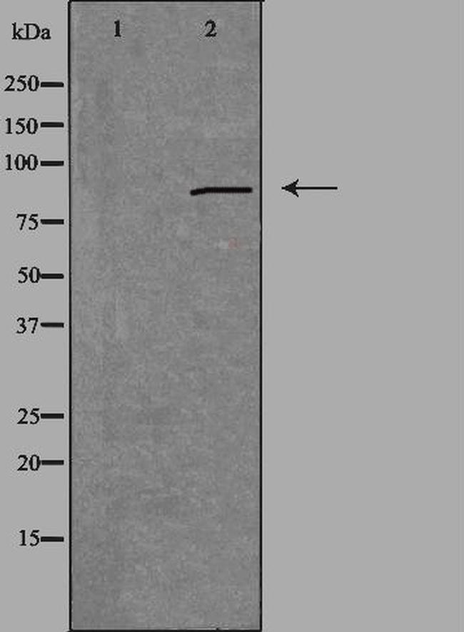 cGKII Antibody in Western Blot (WB)