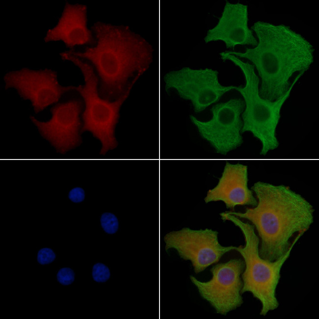 CDK10 Antibody in Immunocytochemistry (ICC/IF)