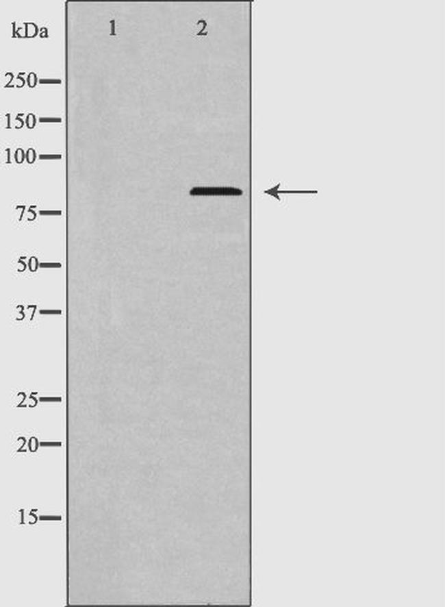ERK3 Antibody in Western Blot (WB)