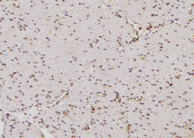 CDKL4 Antibody in Immunohistochemistry (Paraffin) (IHC (P))