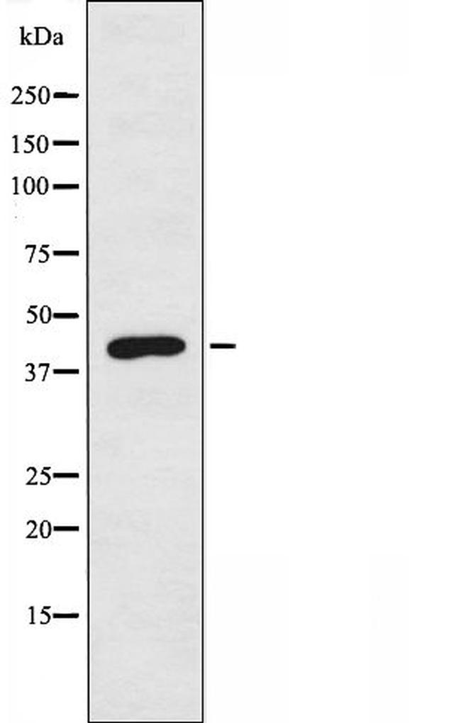 DOK6 Antibody in Western Blot (WB)