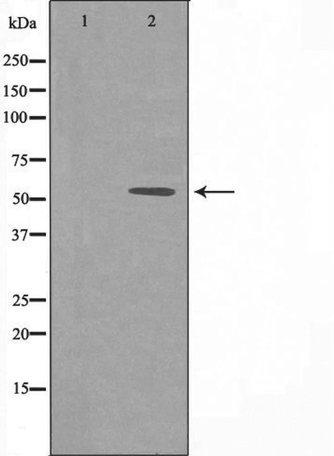 DOK3 Antibody in Western Blot (WB)