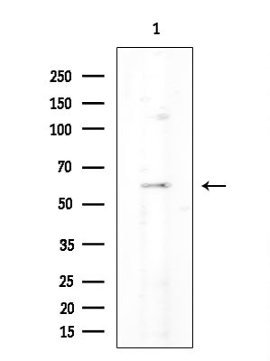 ZNF596 Antibody in Western Blot (WB)