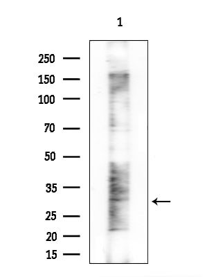 DLX4 Antibody in Western Blot (WB)