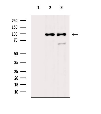 PGBD1 Antibody in Western Blot (WB)