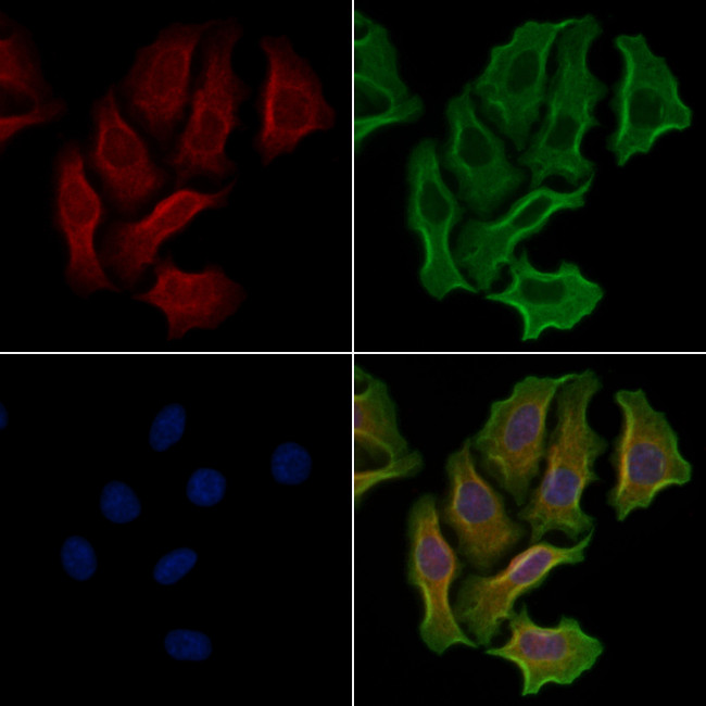 RPS6KC1 Antibody in Immunocytochemistry (ICC/IF)