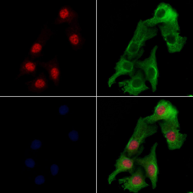 ZNF541 Antibody in Immunocytochemistry (ICC/IF)