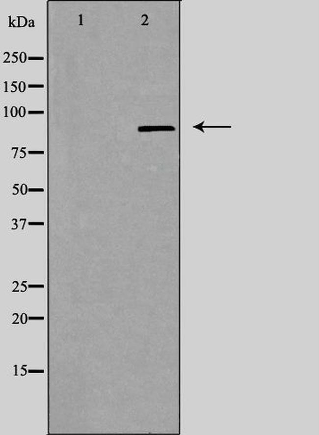 ZNF287 Antibody in Western Blot (WB)