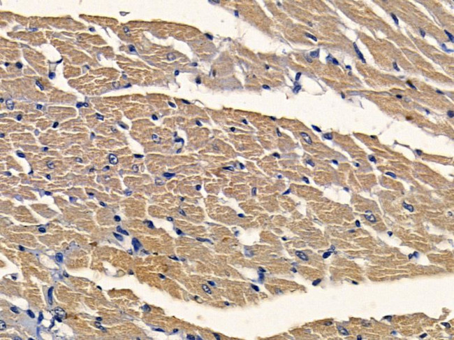 JIP3 Antibody in Immunohistochemistry (Paraffin) (IHC (P))