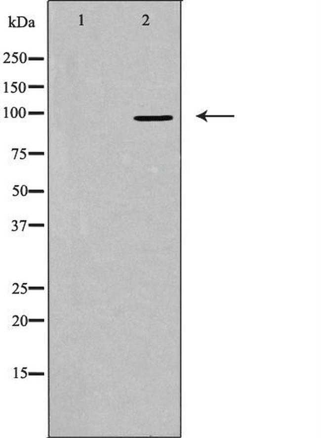 AKAP2 Antibody in Western Blot (WB)