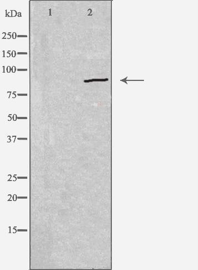 CDH19 Antibody in Western Blot (WB)