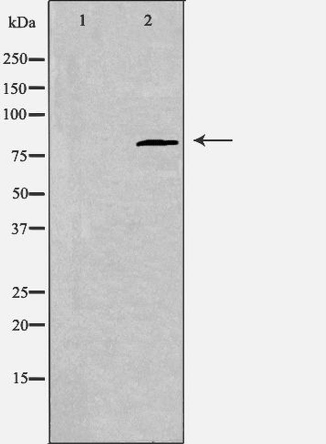 CDH22 Antibody in Western Blot (WB)