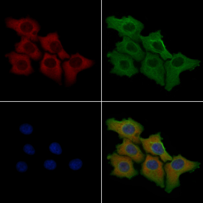 CDH7 Antibody in Immunocytochemistry (ICC/IF)