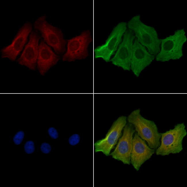 CDH8 Antibody in Immunocytochemistry (ICC/IF)