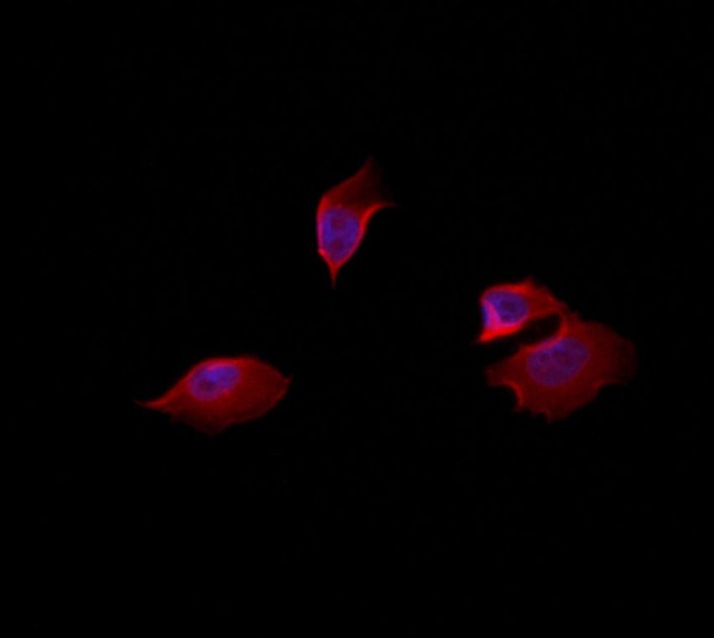 CADM3 Antibody in Immunocytochemistry (ICC/IF)