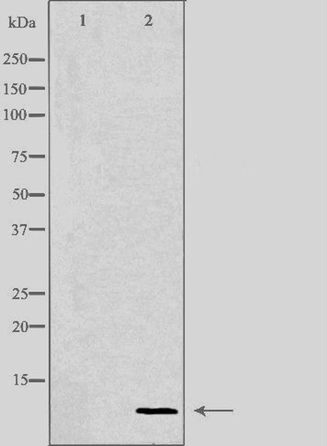 COX17 Antibody in Western Blot (WB)