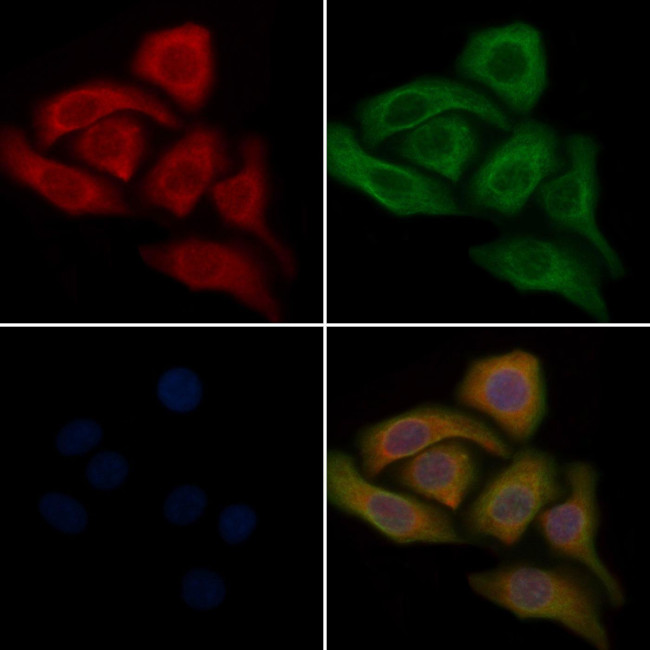 CYP3A43 Antibody in Immunocytochemistry (ICC/IF)