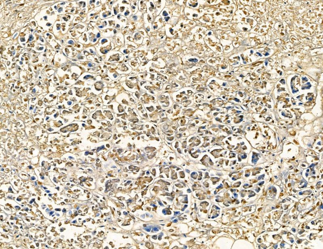 CYP7B1 Antibody in Immunohistochemistry (Paraffin) (IHC (P))