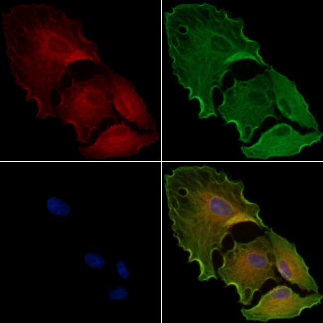 FRS3 Antibody in Immunocytochemistry (ICC/IF)