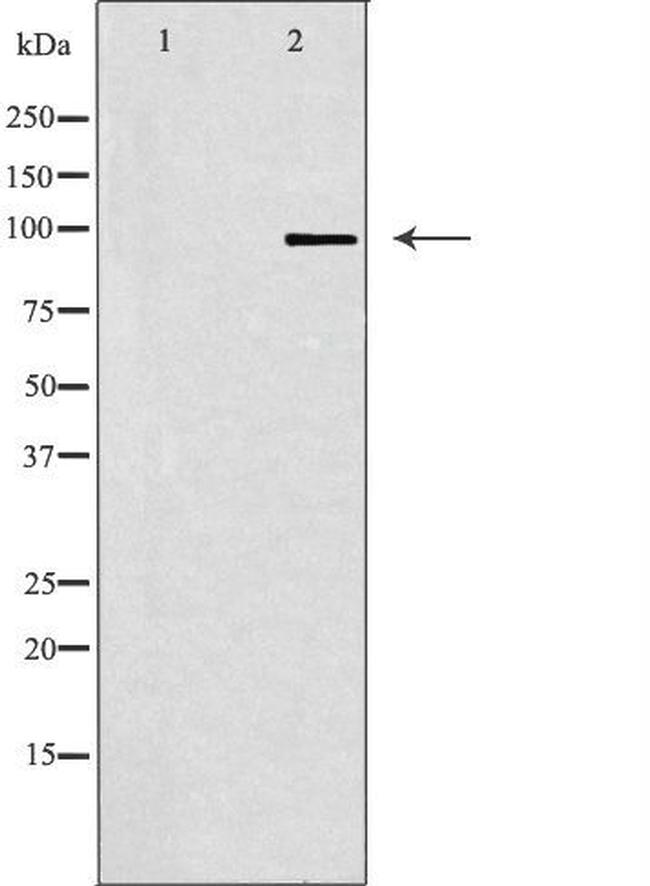 GRID1 Antibody in Western Blot (WB)