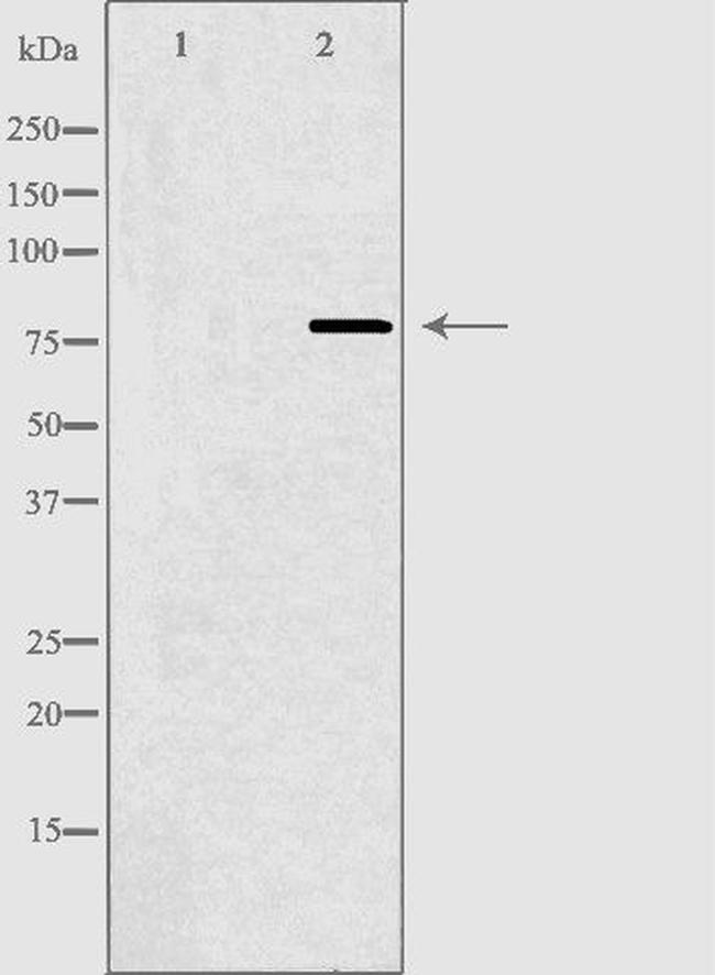 BARD1 Antibody in Western Blot (WB)