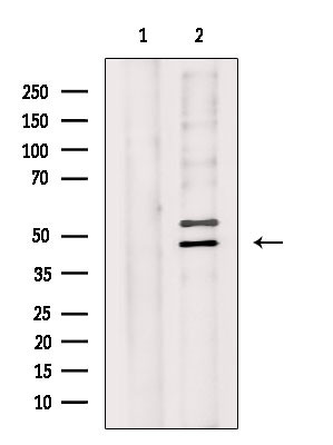WWOX Antibody in Western Blot (WB)