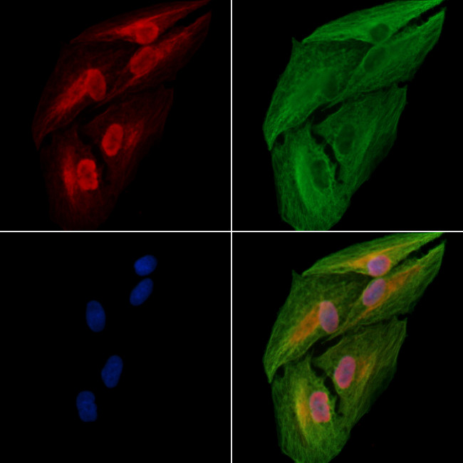 EFTUD2 Antibody in Immunocytochemistry (ICC/IF)