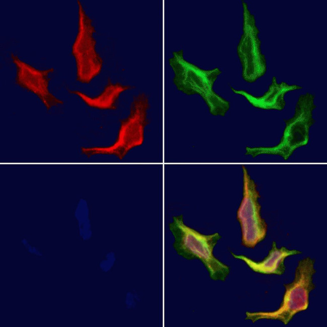 MRPS17 Antibody in Immunocytochemistry (ICC/IF)