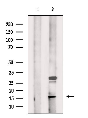 MRPS18C Antibody in Western Blot (WB)
