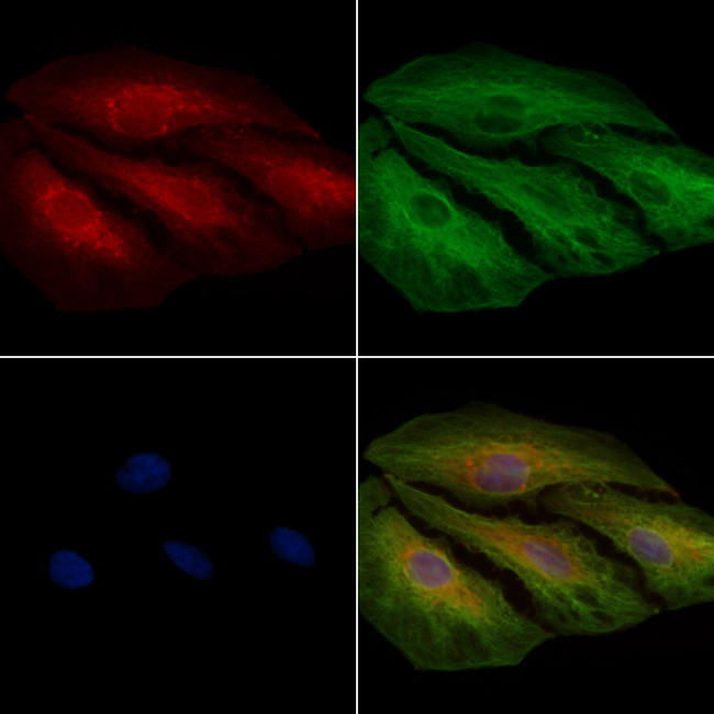 MRPS7 Antibody in Immunocytochemistry (ICC/IF)
