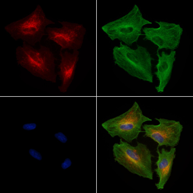 MRPS9 Antibody in Immunocytochemistry (ICC/IF)