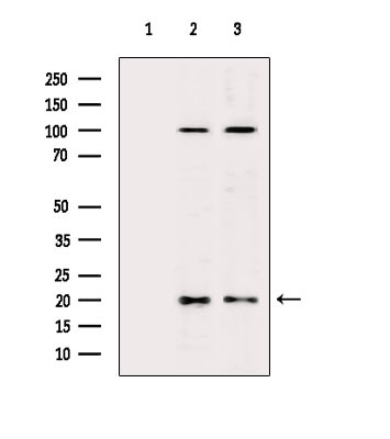 MRPL54 Antibody in Western Blot (WB)