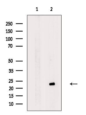 MRPL21 Antibody in Western Blot (WB)