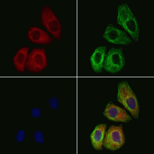 MRPL35 Antibody in Immunocytochemistry (ICC/IF)