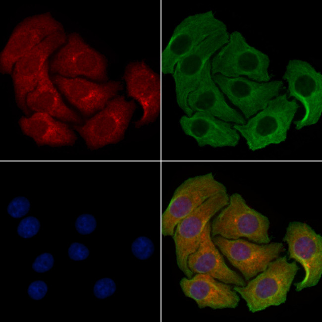 MRPL46 Antibody in Immunocytochemistry (ICC/IF)