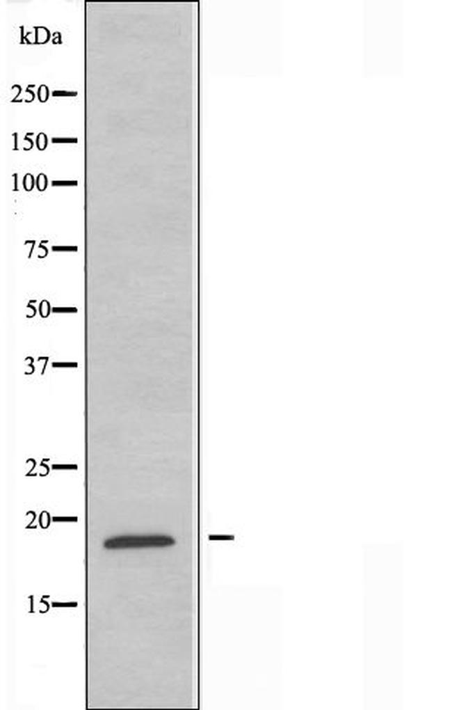 RPL12 Antibody in Western Blot (WB)