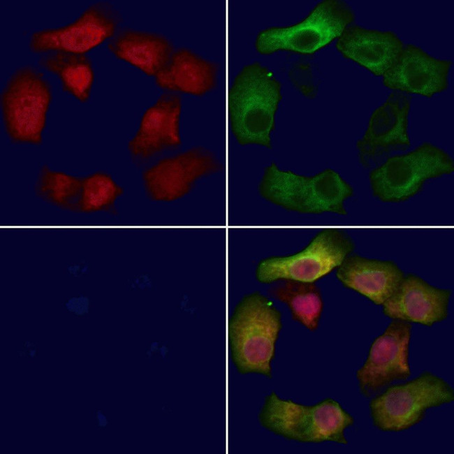 RPL19 Antibody in Immunocytochemistry (ICC/IF)