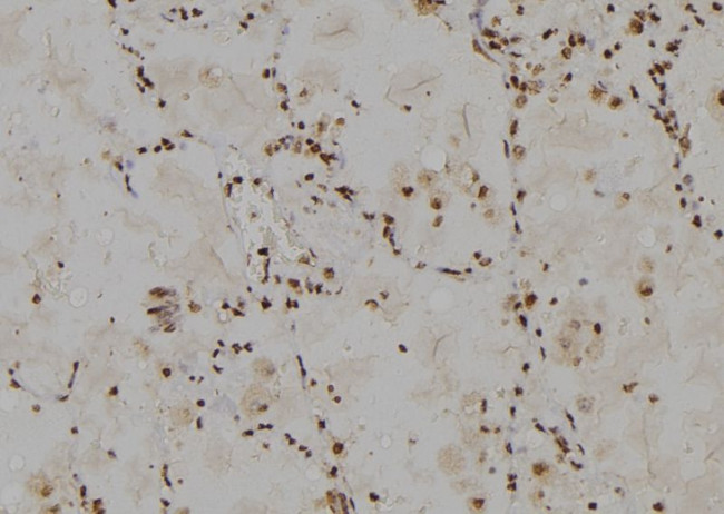 RPL30 Antibody in Immunohistochemistry (Paraffin) (IHC (P))