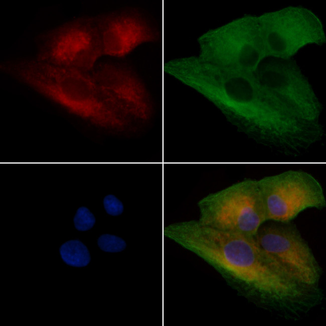 PGLS Antibody in Immunocytochemistry (ICC/IF)