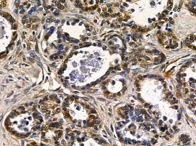 FAM117B Antibody in Immunohistochemistry (Paraffin) (IHC (P))