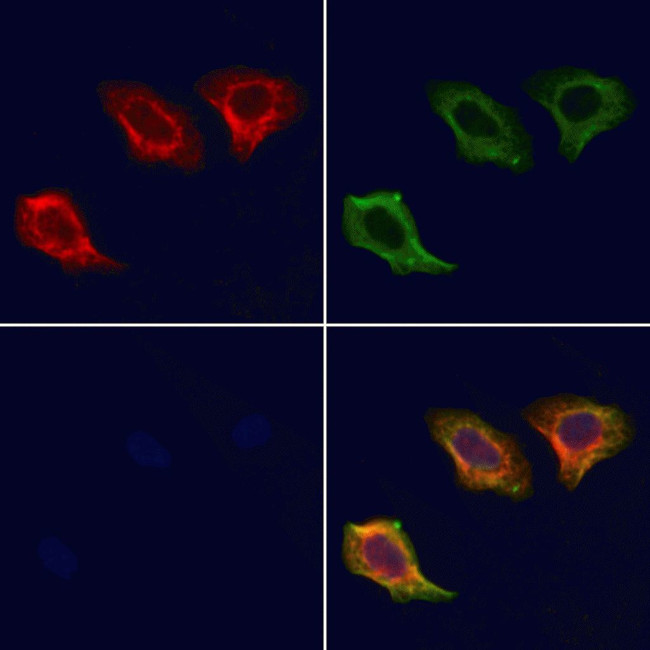 Apolipoprotein L2 Antibody in Immunocytochemistry (ICC/IF)