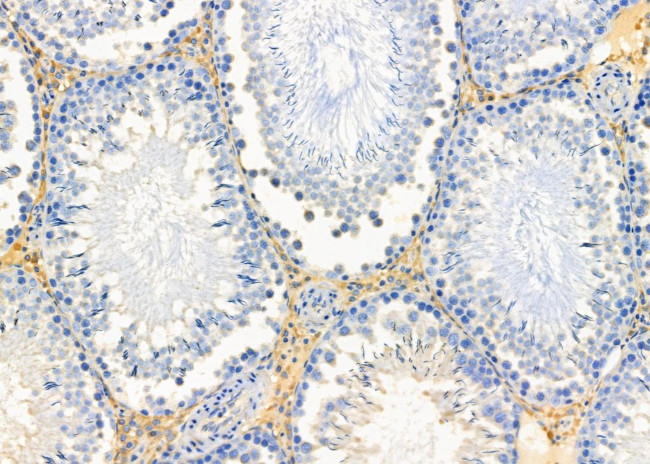 Apolipoprotein L4 Antibody in Immunohistochemistry (Paraffin) (IHC (P))