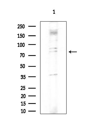 DDX51 Antibody in Western Blot (WB)