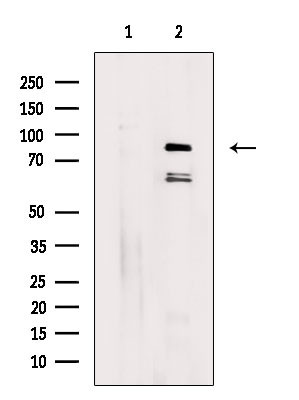 DQX1 Antibody in Western Blot (WB)