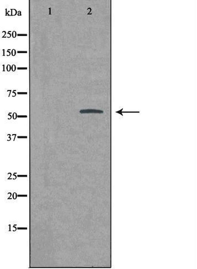 BMP-3 Antibody in Western Blot (WB)